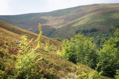 Karpatlar 'daki Borzhava Vadisi' nin yaz manzarası. Dağlar, açık gökyüzü ve sıcak güneş ışığı altında yoğun yaban mersini çalılarıyla kaplı.