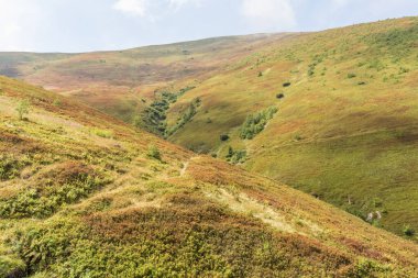 Karpatlar 'daki Borzhava Vadisi' nin yaz manzarası. Dağlar, açık gökyüzü ve sıcak güneş ışığı altında yoğun yaban mersini çalılarıyla kaplı.