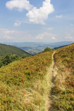 Karpatlar 'daki Borzhava Vadisi' nin dolambaçlı dağ yolu, yemyeşil yamaçlar ve berrak gökyüzünün altındaki güneşli tepeler manzarası.