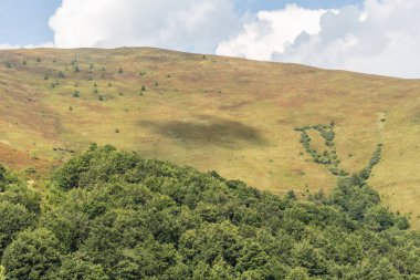 Karpatlar 'daki Borzhava Vadisi' nin yaz manzarası. Dağlar, açık gökyüzü ve sıcak güneş ışığı altında yoğun yaban mersini çalılarıyla kaplı.