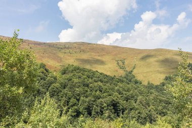Karpatlar 'daki Borzhava Vadisi' nin yaz manzarası. Dağlar, açık gökyüzü ve sıcak güneş ışığı altında yoğun yaban mersini çalılarıyla kaplı.