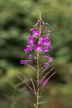 Karpatlar 'da tohumları olan bir kır çiçeğinin makro görüntüsü. Narin taç yaprakları, karmaşık tohum yapıları ve yaz bitkileri sergileniyor.