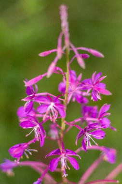 Karpatlar 'da tohumları olan bir kır çiçeğinin makro görüntüsü. Narin taç yaprakları, karmaşık tohum yapıları ve yaz bitkileri sergileniyor.