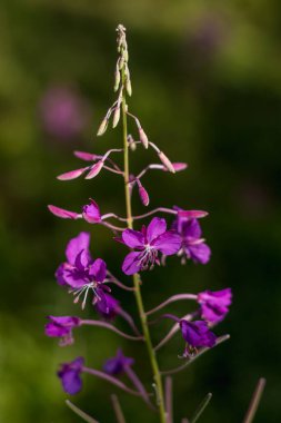Karpatlar 'da tohumları olan bir kır çiçeğinin makro görüntüsü. Narin taç yaprakları, karmaşık tohum yapıları ve yaz bitkileri sergileniyor.