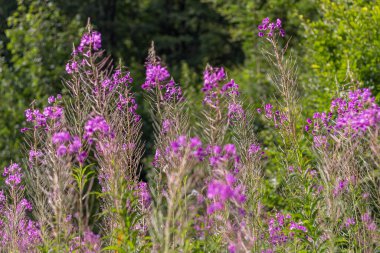 Karpatlar 'da tohumları olan bir kır çiçeğinin makro görüntüsü. Narin taç yaprakları, karmaşık tohum yapıları ve yaz bitkileri sergileniyor.