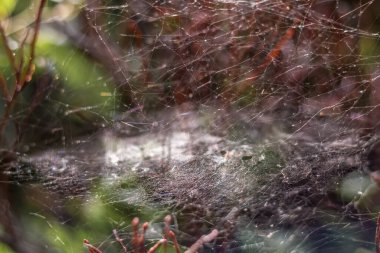 Çalılıklarda narin bir örümcek ağına yakın çekim, çevresine karışan kamufle olmuş bir örümcek, karmaşık doğal detayları vurguluyor.