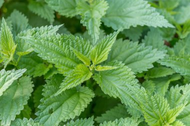 Parlak yeşil bir ısırgan otunun makro görüntüsü. Detaylı yaprakları, dokuları ve açık havada canlı yaz bitkilerini vurguluyor.