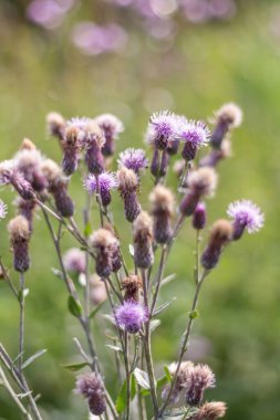 Karpatlar 'da vahşi bir şekilde büyüyen pembe bir devedikeni makro görüntüsü dikenli yapraklar, karmaşık detaylar ve doğal dağ bitkilerini gösteriyor.
