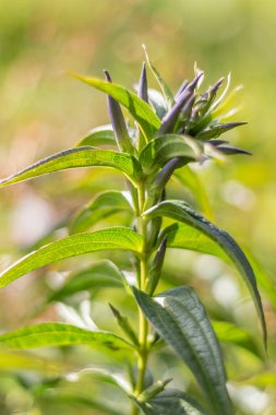 Karpatlar 'da vahşi bir şekilde büyüyen bir Gentiana tomurcuğunun (Gentiana) makro görüntüsü, karmaşık detaylar ve dağ bitkisinin doğal güzelliğini gözler önüne seriyor.