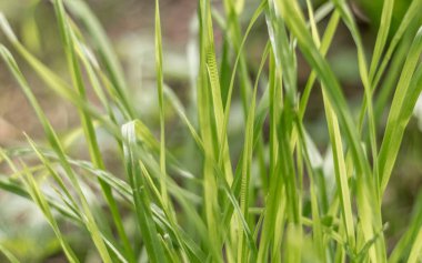 Yaban otlarının makro görüntüsü, bitkinin ince dokularını ve detaylarını gösteriyor, doğal büyümeyi ve yaz bitkilerini ön plana çıkarıyor.