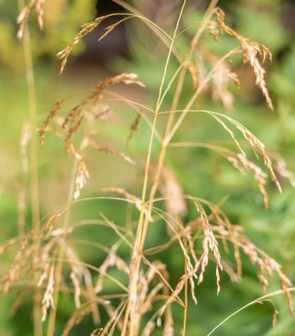 Yaban otlarının makro görüntüsü, bitkinin ince dokularını ve detaylarını gösteriyor, doğal büyümeyi ve yaz bitkilerini ön plana çıkarıyor.