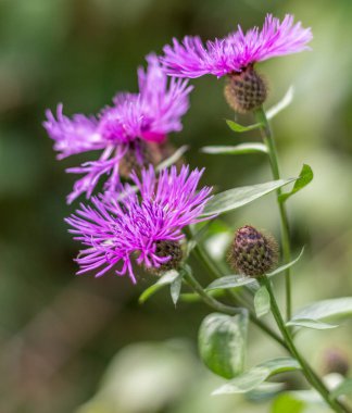 Mor taç yaprakları derinleşen bir çiçeğin makro görüntüsü, narin dokuları ve bu vahşi dağın canlı renklerini vurguluyor.
