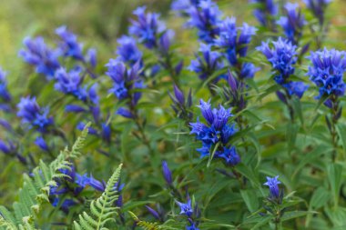 Ukrayna 'nın Karpatlar kentindeki bir dağ çayırında açan parlak mavi çiçek. Doğal yaz manzarasında yetişen yaban alp bitkisi