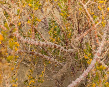 Batis Maritima 'nın yakın çekimleri Kıbrıs kıyısı boyunca büyüyor. Halofizik deniz kenarı bitkisi. Doğal Akdeniz kıyı şeridi habitatında et yeşili kökleri var.
