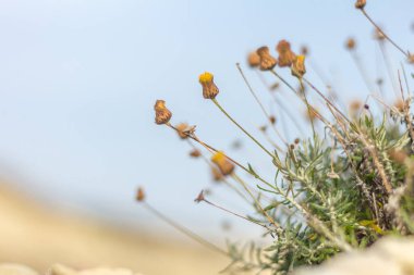 Kıbrıs 'ta açılmamış çiçek tomurcukları olan vahşi kayalık fagnalon bitkisinin yakın çekimi. Yaz boyunca doğal kayalık habitatında yerli Akdeniz bitkisi