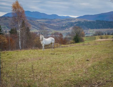 Sonbahar boyunca Karpat çayırında tasmalı beyaz at. Renkli düşen çimenler üzerinde hareket eden hayvan, Ukrayna 'daki sakin dağ manzarası