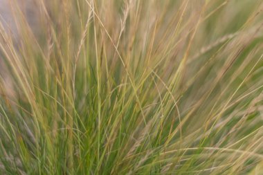 Doğal dokuyu ve pürüzsüz renk değişimini gösteren yarı kuru çimenlerin detaylı görüntüsü taze yeşilden sıcak bej renge, mevsimsel değişimi ve doğadaki organik desenleri yakalıyor.