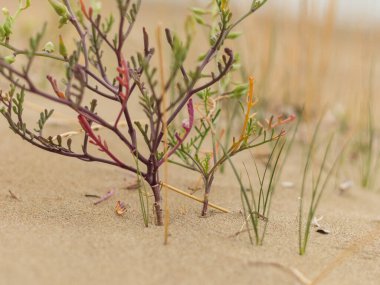 Kıbrıs 'ın vahşi bir kıyı bitkisi olan Çakile Maritima' nın ayrıntılı görüntüleri, sulu yapraklar, hassas yapılar ve kumlu kıyı habitatına karşı doğal dokular sergiliyor.