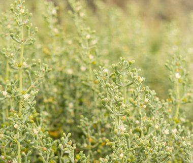 Kıbrıs kıyısı boyunca yetişen vahşi Batis maritiminin ayrıntılı görüntüleri, sulu dokular, hassas yapılar ve doğal yaşam ortamındaki yerli Akdeniz bitkisinin esnekliğini gösteriyor