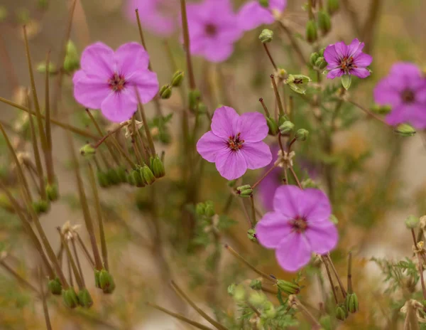Kıbrıs Rum Kesimi 'nde vahşi yetişen Erodyum akule' nin ayrıntılı yakın çekimleri, canlı mor çiçekler, narin yapraklar ve doğal dokular içererek, doğal ortamında bu düşük büyüyen Akdeniz bitkisinin altını çiziyor..