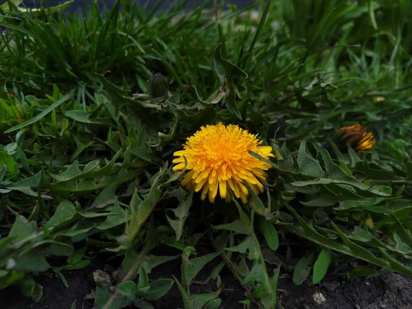 Taraxacum Officinale Flower Grows Alone Green Grass Dandelion — Stock Photo, Image