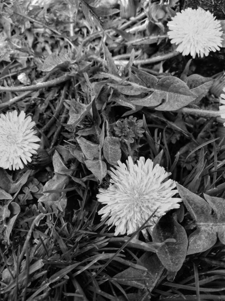 Black White Photo Flower Taraxacum Officinale — Stock Photo, Image