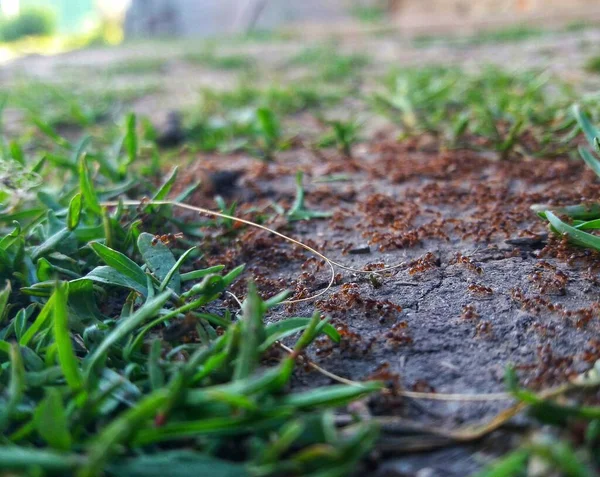 Eine Kolonie Friedlicher Ameisen Sammelt Vorräte — Stockfoto