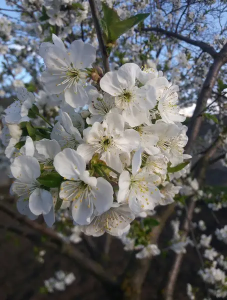 Young Cherry Tree Began Bloom — Stock Photo, Image