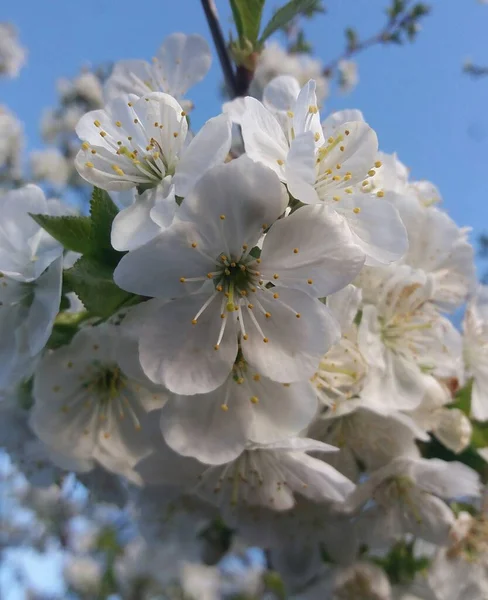 Young Cherry Tree Began Bloom — Stock Photo, Image