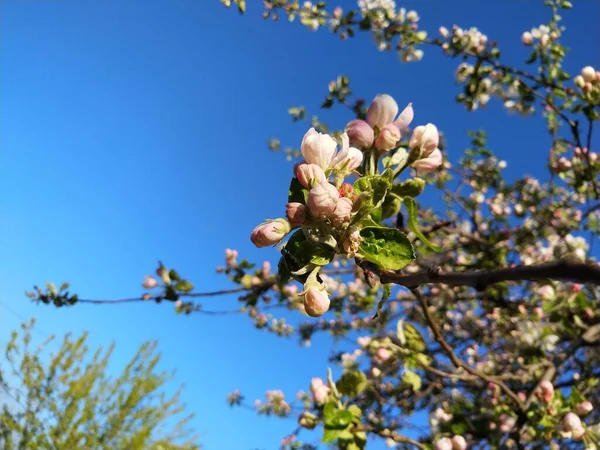 Fleur Pommier Fleurs Roses — Photo