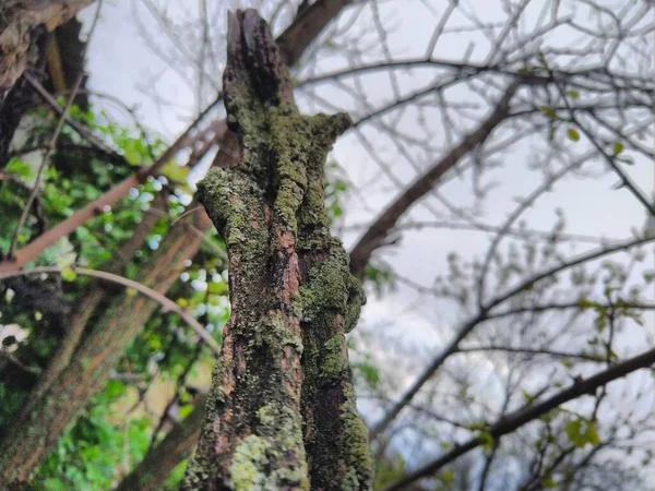 Árbol Bosque — Foto de Stock