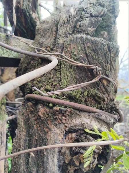 roots in the forest.tree trunk with moss