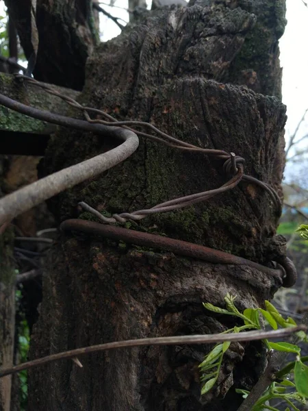 tree trunk with moss