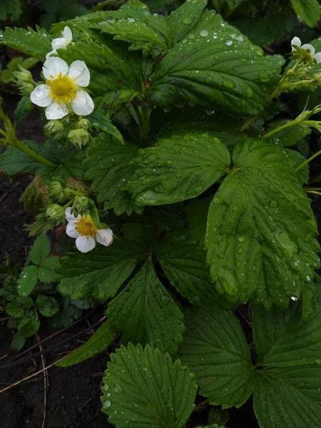 Smultronplantor Trädgården — Stockfoto