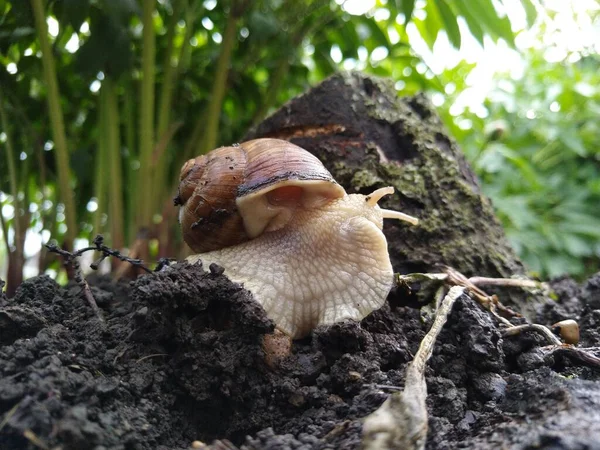 Escargot Sur Arbre — Photo