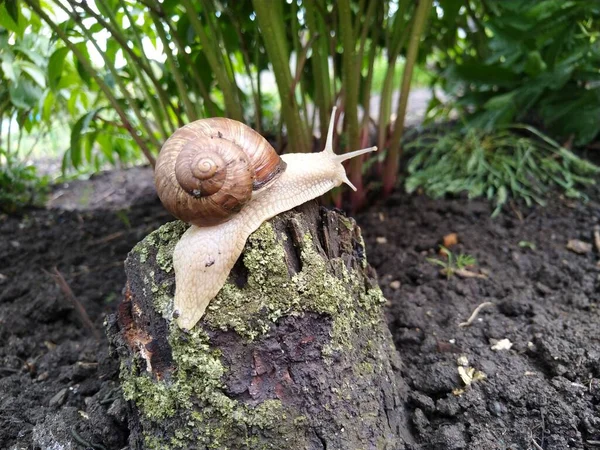 Schnecke Auf Einem Baum — Stockfoto