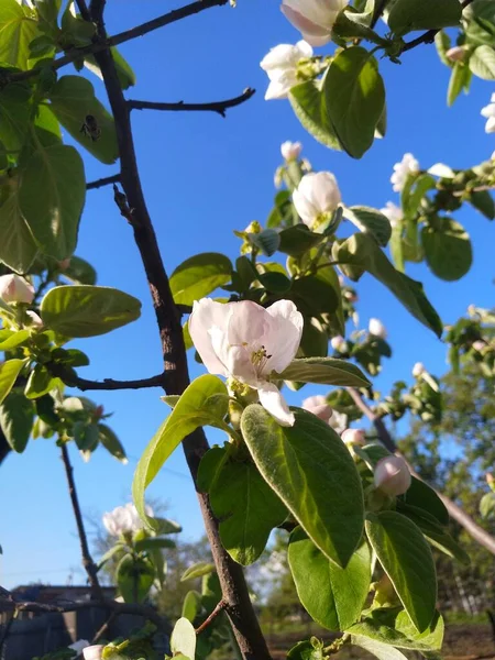 Manzano Una Flor — Foto de Stock