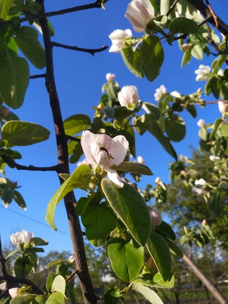 Äppelträd Blomma — Stockfoto