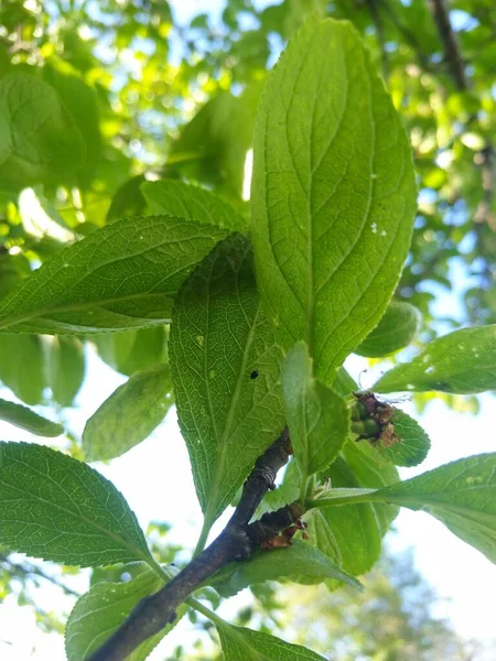 Spring Leaves Plum Tree — Stock Photo, Image