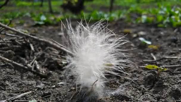 Blomma Närbild Maskros Fjäder Flora Blomma Fluffig Trädgård Gräs Grön — Stockvideo