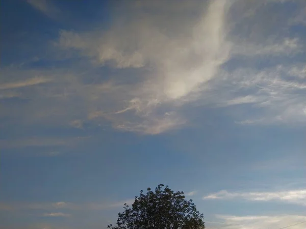 Baum Auf Dem Hintergrund Des Himmels Bei Sonnenuntergang Und Ein — Stockfoto