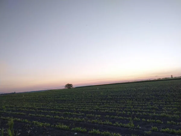 畑の上に沈む夕日 — ストック写真