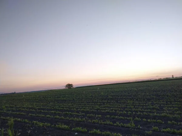 Puesta Sol Sobre Campo — Foto de Stock