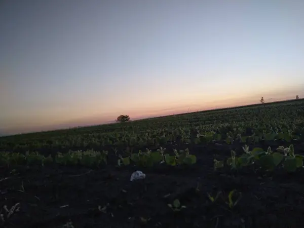 Sonnenuntergang Auf Dem Feld — Stockfoto