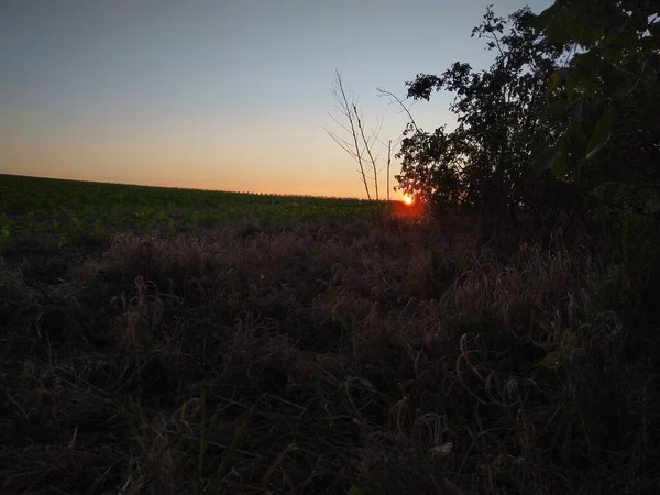 Sonnenuntergang Auf Dem Feld — Stockfoto