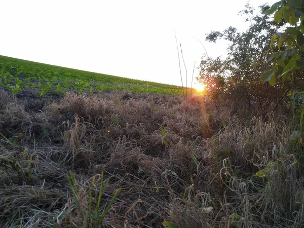 Puesta Sol Hierba — Foto de Stock