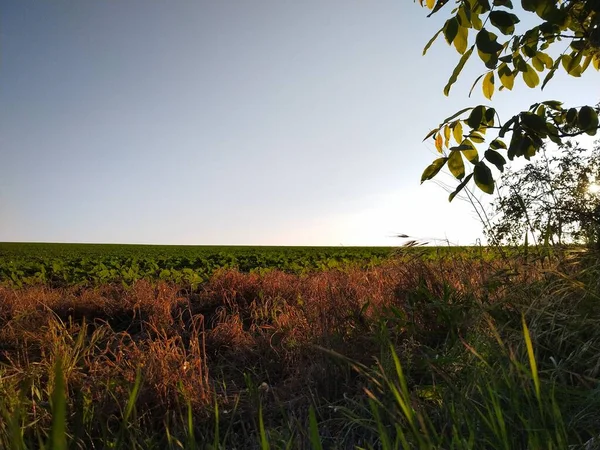 Sonnenaufgang Über Dem Feld — Stockfoto