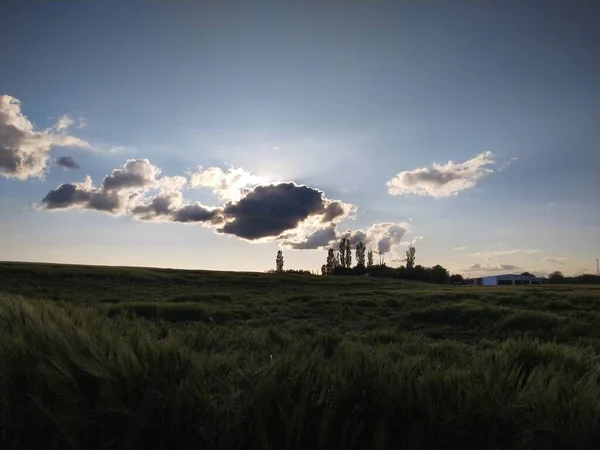 Kühe Auf Dem Feld — Stockfoto