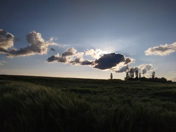 Tarweveld Blauwe Lucht — Stockfoto