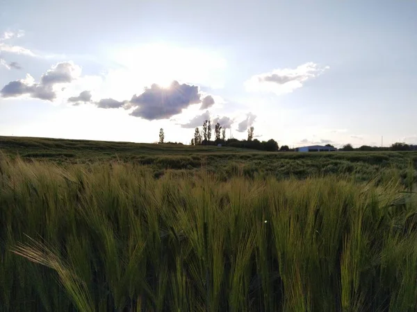 Weizenfeld Bei Sonnenuntergang — Stockfoto